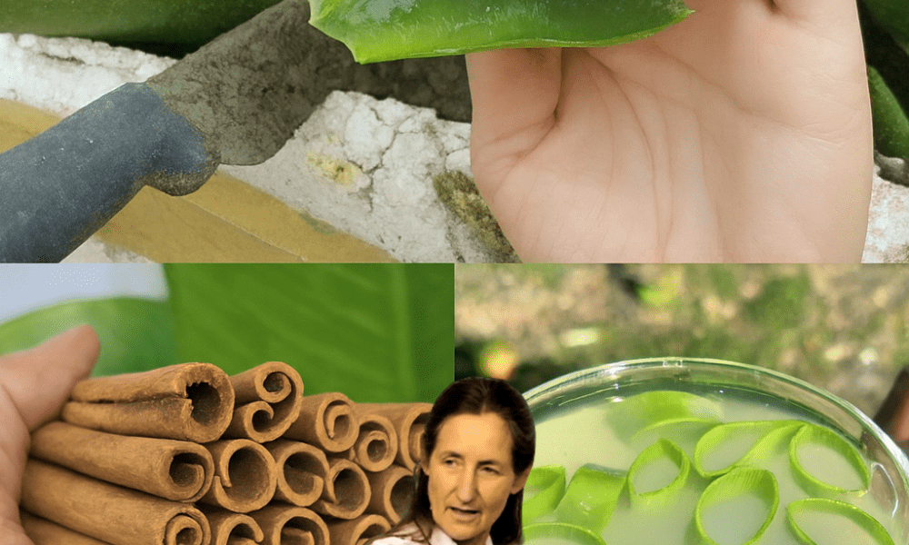 🌿 Discover the Natural “Cancer Eliminator” That Could Transform Your Health 🌿 Discover the Natural “Cancer Eliminator” That Could Transform Your Health