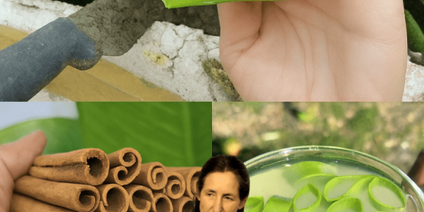 🌿 Discover the Natural “Cancer Eliminator” That Could Transform Your Health