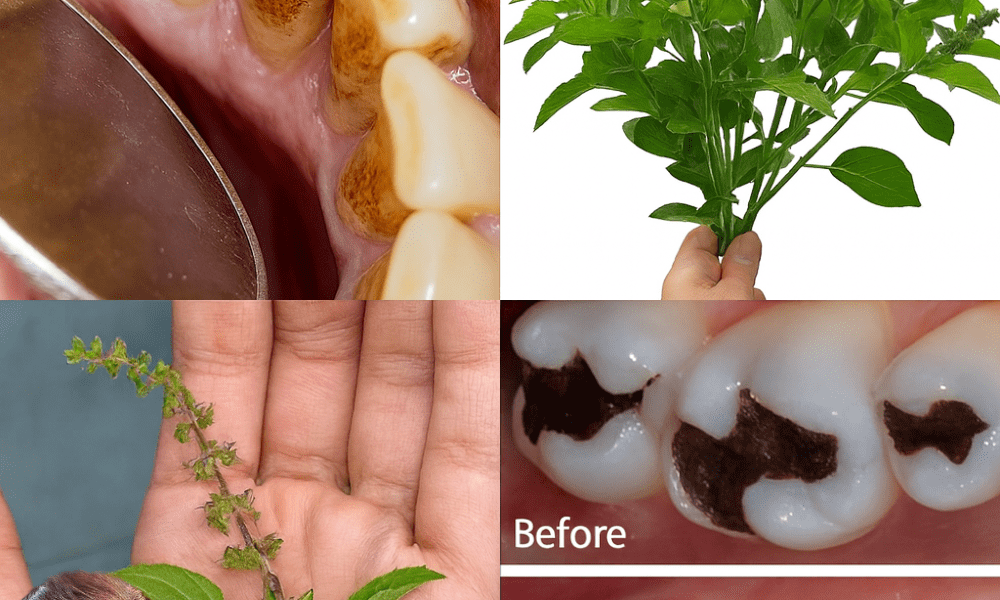 The Ancient Secret to a Healthier, Brighter Smile The Ancient Secret to a Healthier, Brighter Smile