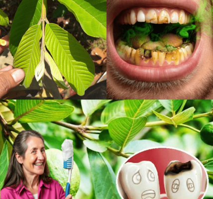3 Genius Ways to Use Guava Leaves to Fight Tooth Decay 3 Genius Ways to Use Guava Leaves to Fight Tooth Decay