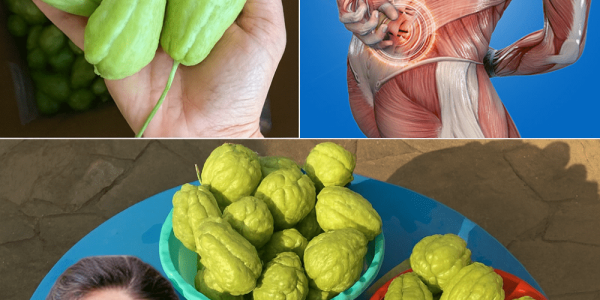 Discover Chayote’s Secret to Pain-Free, Vibrant Living!