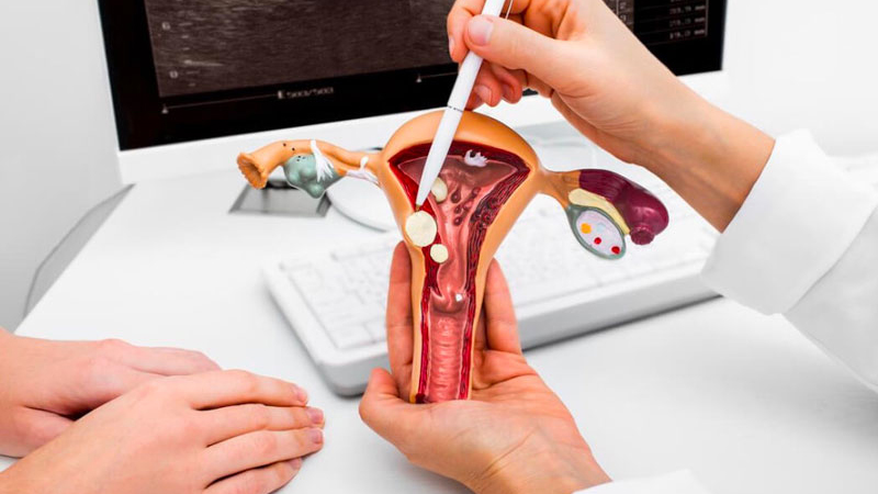 Cơ quan sinh dục nữ là gì? Gồm những gì, cấu tạo và chức năng