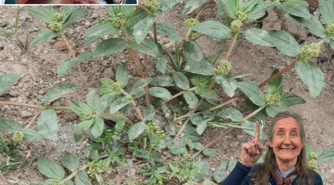 17 Transformative Health Benefits of the Asthma Plant 🌿