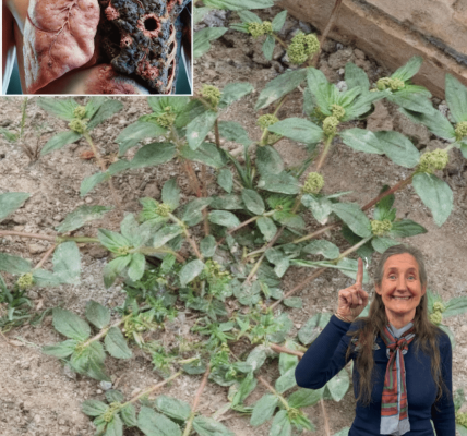 17 Transformative Health Benefits of the Asthma Plant 🌿 17 Transformative Health Benefits of the Asthma Plant 🌿