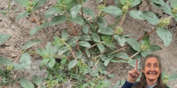 17 Transformative Health Benefits of the Asthma Plant 🌿 17 Transformative Health Benefits of the Asthma Plant 🌿