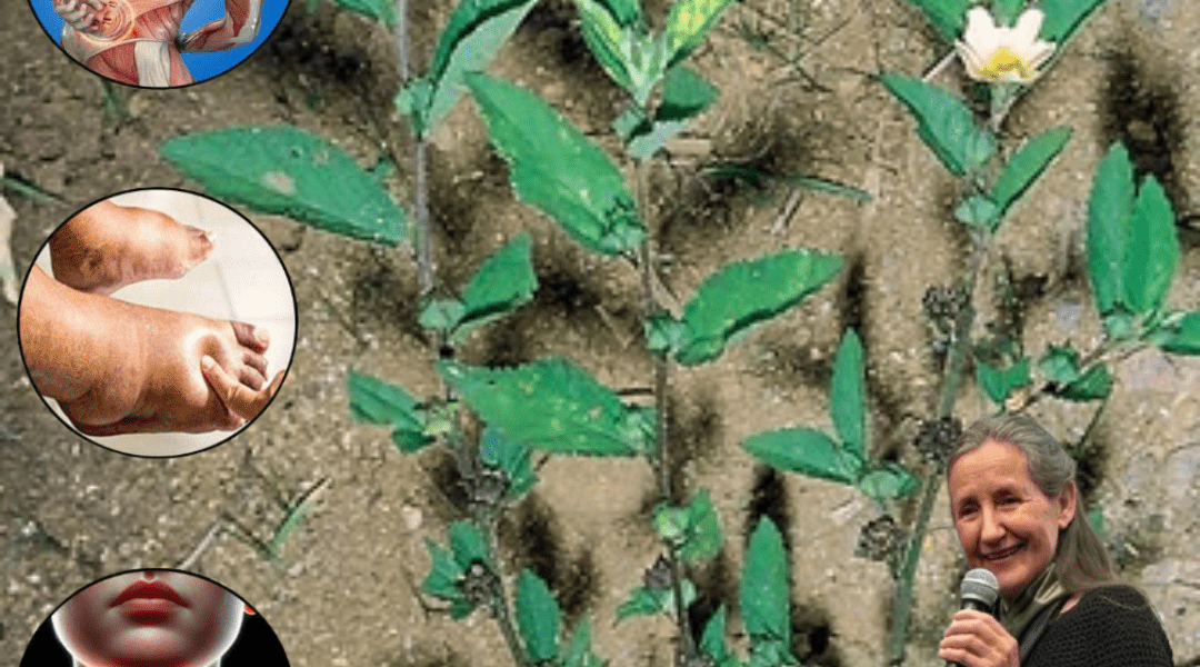 The Ancient Herb Whispering Secrets of Healing—What It Can Do for You The Ancient Herb Whispering Secrets of Healing—What It Can Do for You