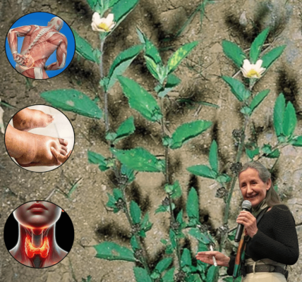 The Ancient Herb Whispering Secrets of Healing—What It Can Do for You The Ancient Herb Whispering Secrets of Healing—What It Can Do for You