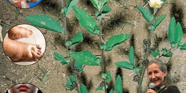 The Ancient Herb Whispering Secrets of Healing—What It Can Do for You