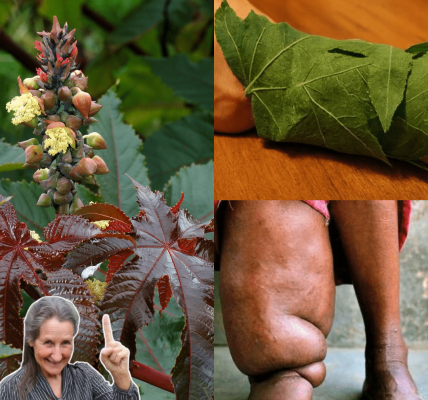 Nature’s Healing Powerhouse 🌿 Nature’s Healing Powerhouse 🌿