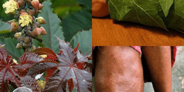 Nature’s Healing Powerhouse 🌿 Nature’s Healing Powerhouse 🌿