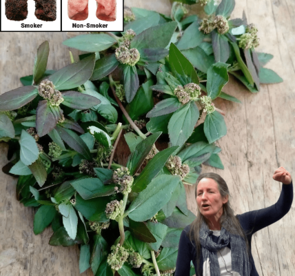 The Astonishing Power of the Asthma Plant The Astonishing Power of the Asthma Plant