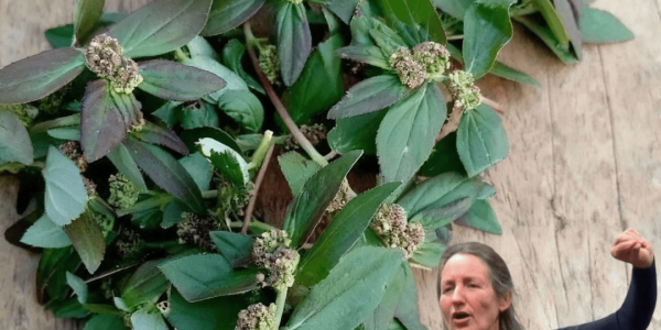 The Astonishing Power of the Asthma Plant The Astonishing Power of the Asthma Plant