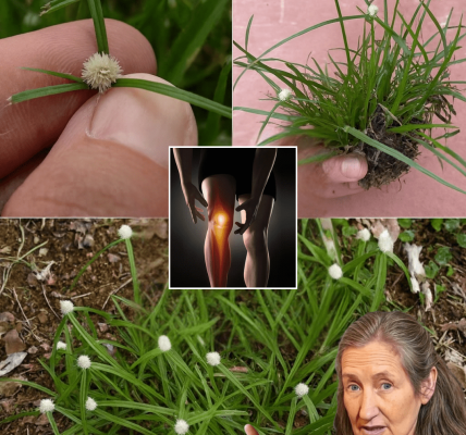 Nature’s Secret to Vibrant Health Nature’s Secret to Vibrant Health