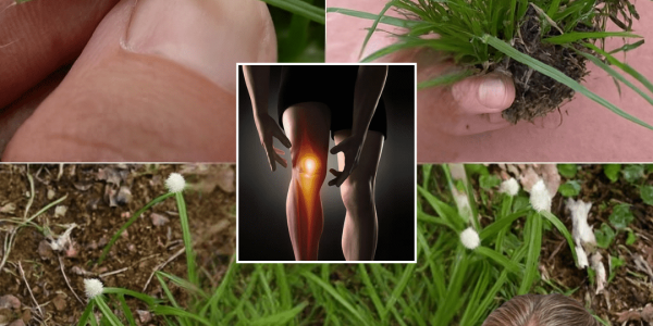 Nature’s Secret to Vibrant Health Nature’s Secret to Vibrant Health