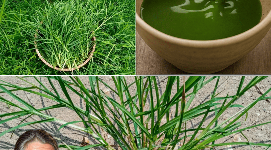 Nature’s Overlooked Miracle Nature’s Overlooked Miracle