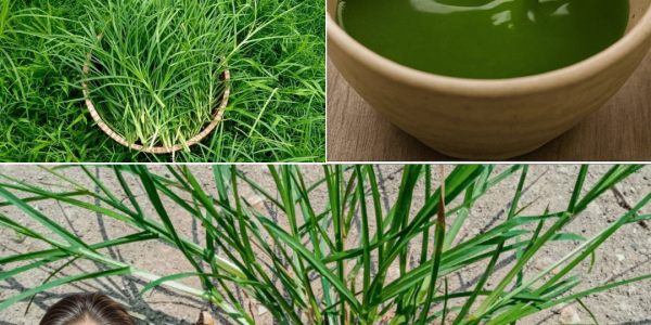 Nature’s Overlooked Miracle Nature’s Overlooked Miracle