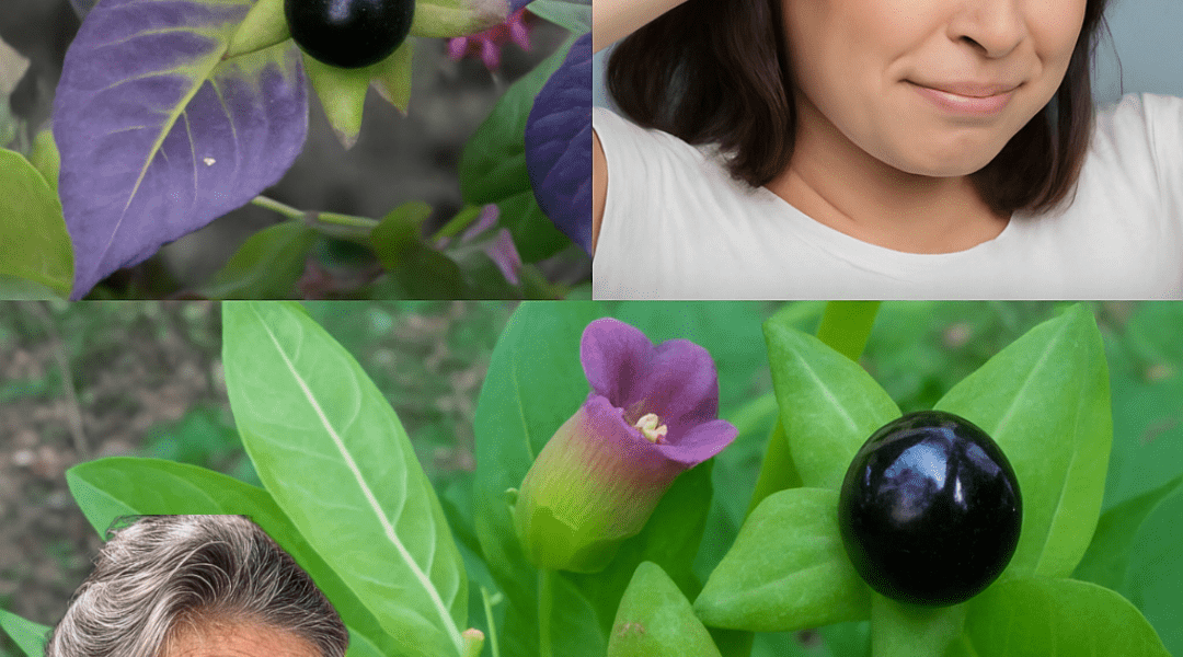 The Lethal Allure of Deadly Nightshade The Lethal Allure of Deadly Nightshade