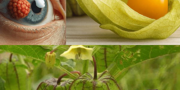 Why Physalis Peruviana Is Your Ultimate Superfood Crush Why Physalis Peruviana Is Your Ultimate Superfood Crush