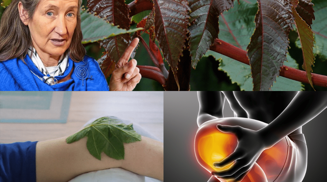 Nature’s Overlooked Treasure Nature’s Overlooked Treasure