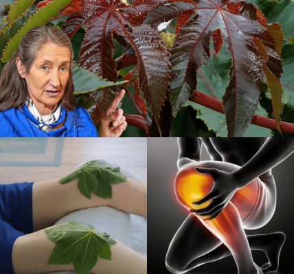 Nature’s Overlooked Treasure Nature’s Overlooked Treasure