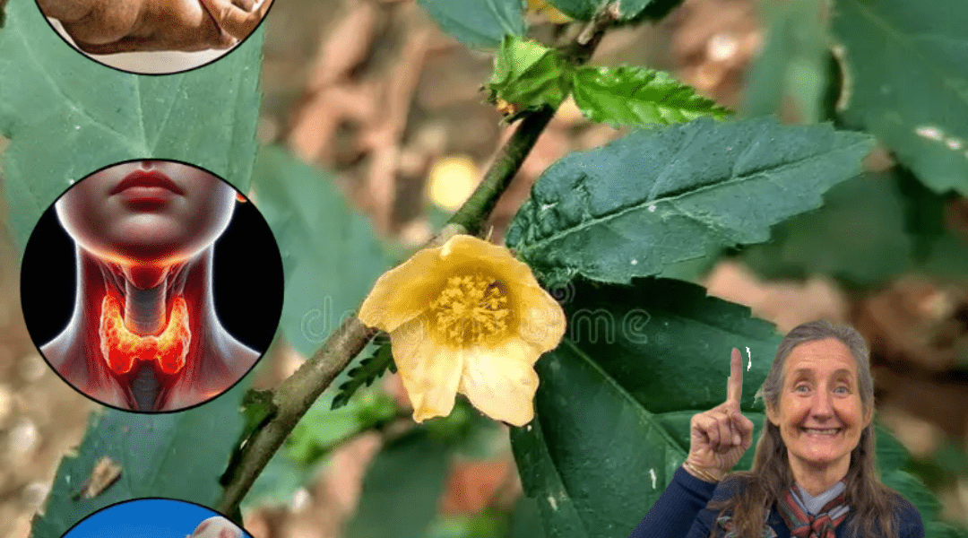 Nature’s Hidden Healer – 15 Secrets That Could Transform Your Health Nature’s Hidden Healer – 15 Secrets That Could Transform Your Health