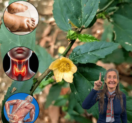 Nature’s Hidden Healer – 15 Secrets That Could Transform Your Health