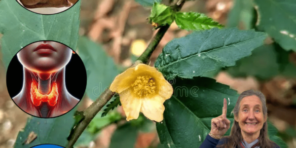 Nature’s Hidden Healer – 15 Secrets That Could Transform Your Health