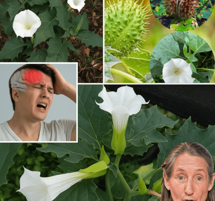Unmasking the Hidden Dangers of Datura Stramonium Unmasking the Hidden Dangers of Datura Stramonium