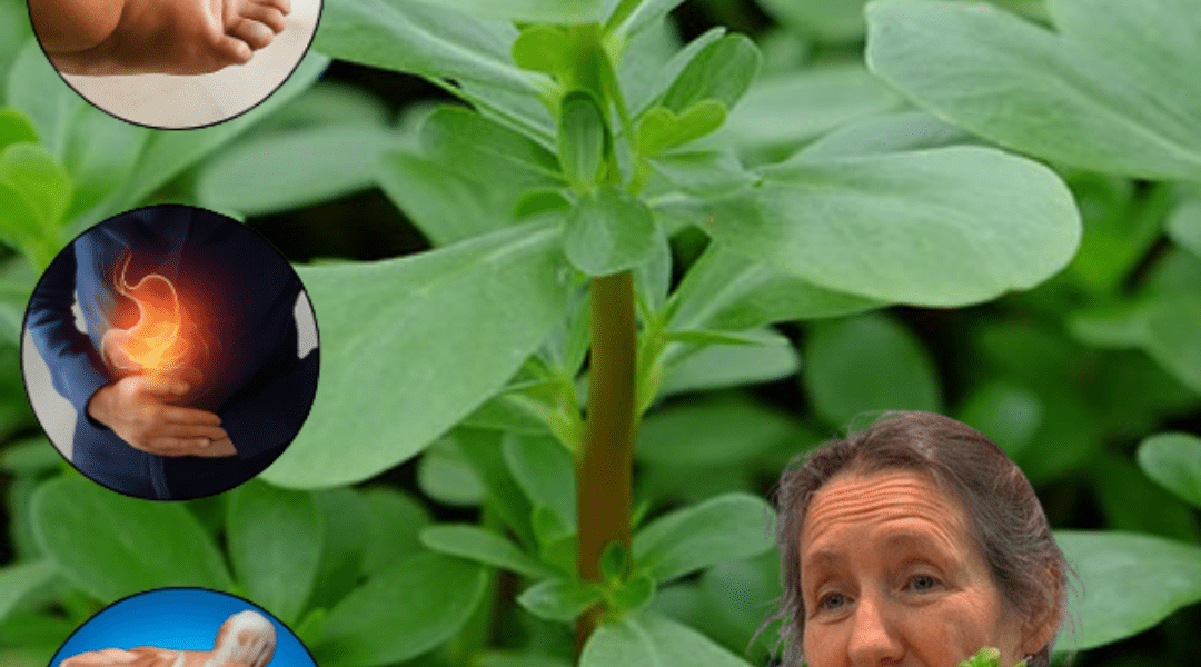 Why Purslane Outshines Meat and Transforms Your Health š± Why Purslane Outshines Meat and Transforms Your Health š±