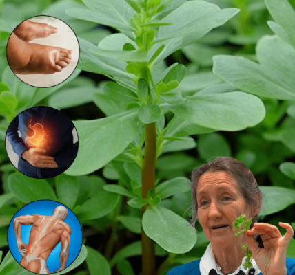 Why Purslane Outshines Meat and Transforms Your Health 🌱 Why Purslane Outshines Meat and Transforms Your Health 🌱