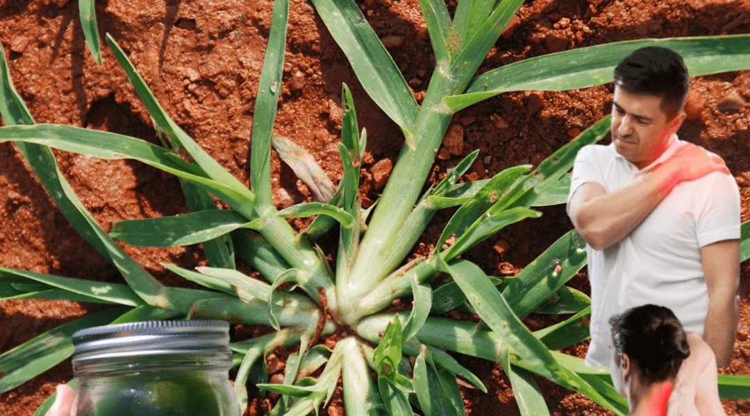 The Humble Weed Hiding Ancient Secrets of Vitality and Healing? The Humble Weed Hiding Ancient Secrets of Vitality and Healing?