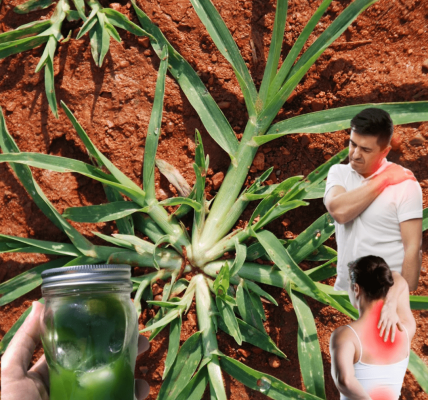 The Humble Weed Hiding Ancient Secrets of Vitality and Healing? The Humble Weed Hiding Ancient Secrets of Vitality and Healing?