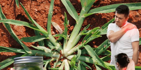 The Humble Weed Hiding Ancient Secrets of Vitality and Healing?