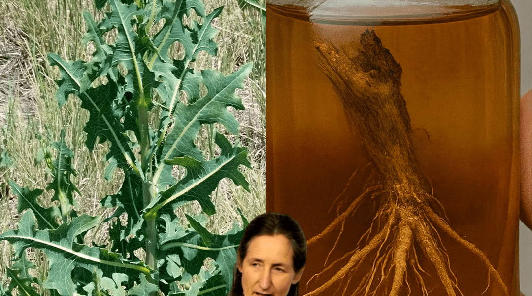 The Astonishing Hidden Powers of Prickly Lettuce Root The Astonishing Hidden Powers of Prickly Lettuce Root
