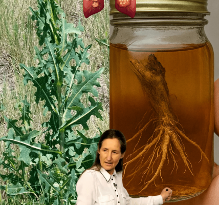 The Astonishing Hidden Powers of Prickly Lettuce Root The Astonishing Hidden Powers of Prickly Lettuce Root