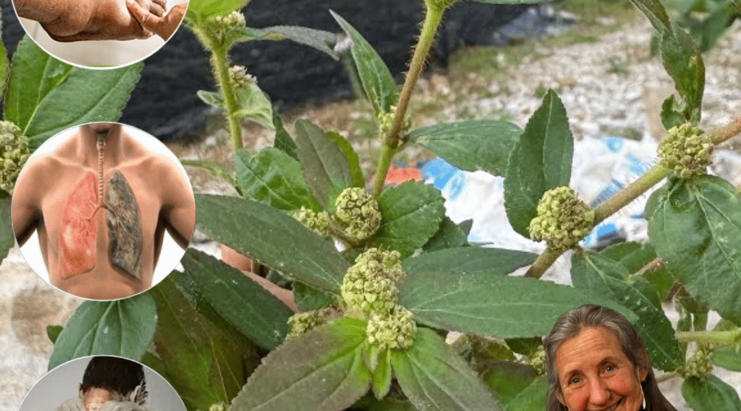 9 Ways Euphorbia Hirta Can Revolutionize Your Health Overnight! 9 Ways Euphorbia Hirta Can Revolutionize Your Health Overnight!