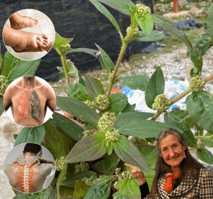 9 Ways Euphorbia Hirta Can Revolutionize Your Health Overnight! 9 Ways Euphorbia Hirta Can Revolutionize Your Health Overnight!