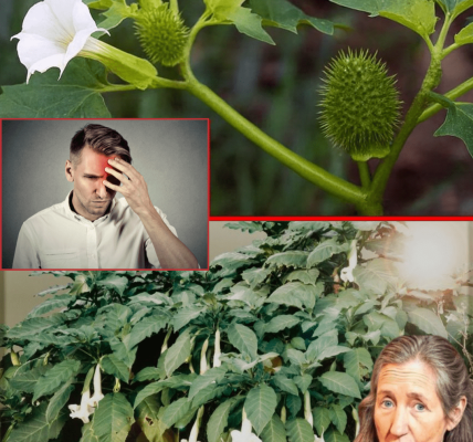 Why These Toxic Plants Are a Hidden Danger Why These Toxic Plants Are a Hidden Danger