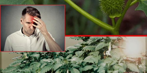 Why These Toxic Plants Are a Hidden Danger Why These Toxic Plants Are a Hidden Danger