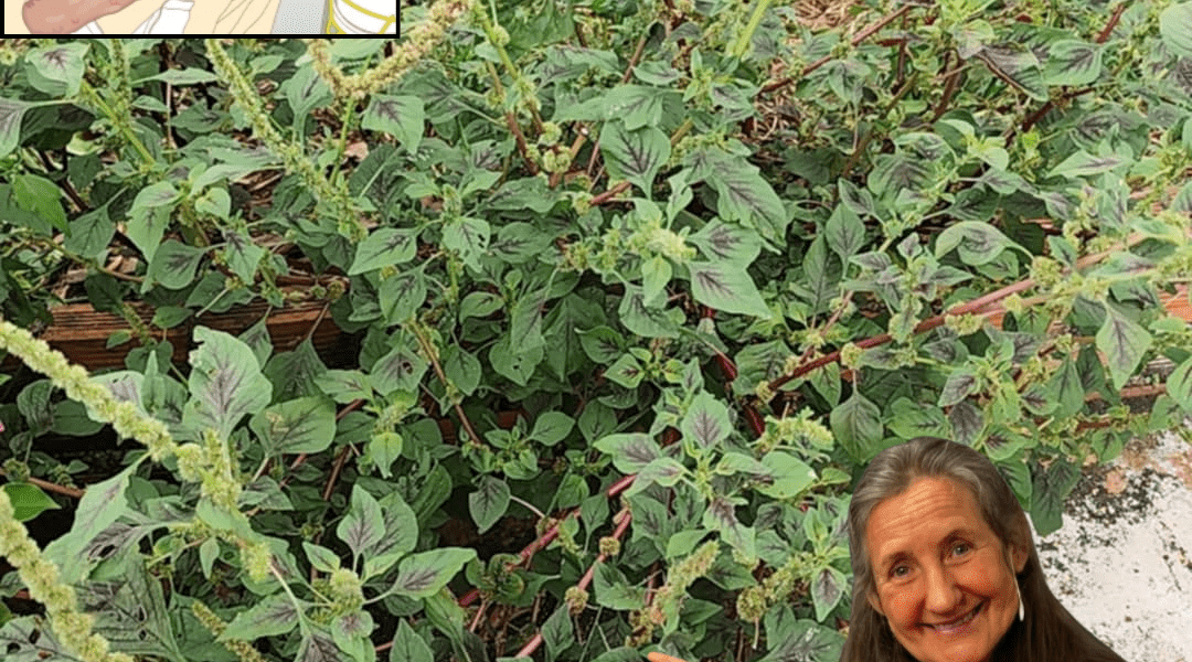 The Backyard Weed That’s Your Secret Superfood Goldmine The Backyard Weed That’s Your Secret Superfood Goldmine