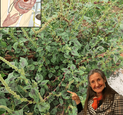 The Backyard Weed That’s Your Secret Superfood Goldmine The Backyard Weed That’s Your Secret Superfood Goldmine