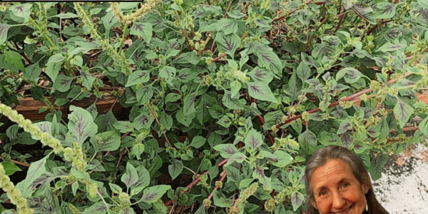 The Backyard Weed That’s Your Secret Superfood Goldmine