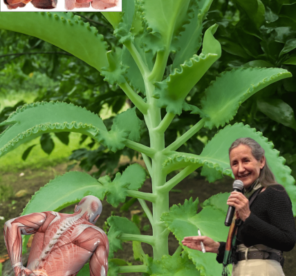 The Miracle Succulent You Need to Know The Miracle Succulent You Need to Know