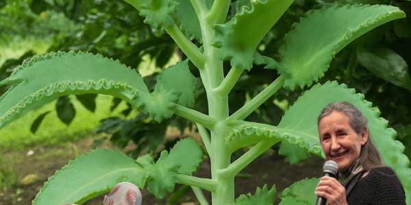 The Miracle Succulent You Need to Know The Miracle Succulent You Need to Know