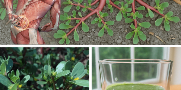 Unleash Purslane’s Power in 2025 Unleash Purslane’s Power in 2025
