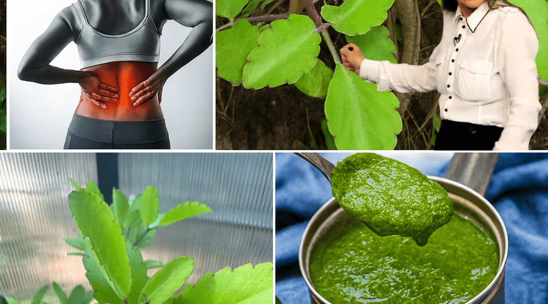 Kalanchoe Pinnata’s Astonishing Health Secrets Kalanchoe Pinnata’s Astonishing Health Secrets