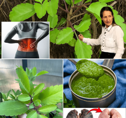 Kalanchoe Pinnataās Astonishing Health Secrets Kalanchoe Pinnataās Astonishing Health Secrets