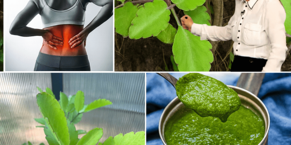 Kalanchoe Pinnata’s Astonishing Health Secrets