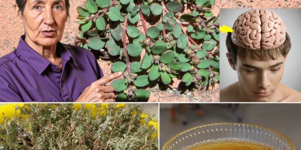 The Secret Healing Power of Nature’s Overlooked Herb The Secret Healing Power of Nature’s Overlooked Herb