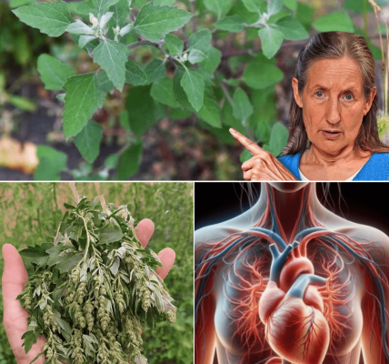 The Secret Superfood Hiding in Your Backyard The Secret Superfood Hiding in Your Backyard